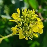 Sinapis arvensis Floare
