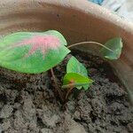 Caladium bicolor Leaf