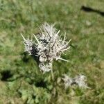 Scolymus maculatus Лист