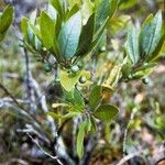 Persea borbonia Celota