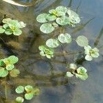 Ludwigia peploides Leaf