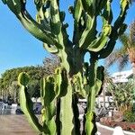 Euphorbia murielii Leaf