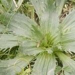 Plantago serraria Hoja