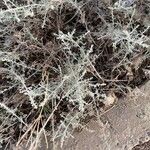 Artemisia herba-alba Листок
