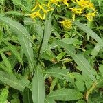 Senecio nemorensis Blomst