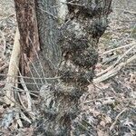 Rhamnus cathartica 樹皮