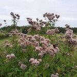 Eupatorium cannabinumΛουλούδι