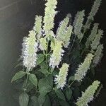 Agastache rugosa عادت داشتن