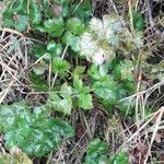 Sanguisorba minor Fuelha