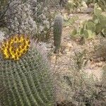 Ferocactus wislizeni Fruto