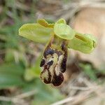 Ophrys fusca Квітка