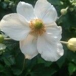 Eriocapitella hupehensis Flower