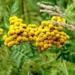Tanacetum vulgare Habit