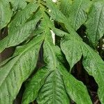 Amorphophallus titanum Folla