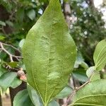 Sarcomphalus joazeiro Blad