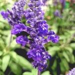 Salvia farinacea Цветок