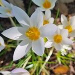 Crocus sieberi Blüte