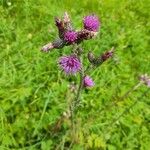 Cirsium palustreХарактер