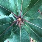 Arbutus xalapensis Leaf