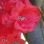 Rhododendron barbatum Flor