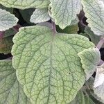 Coleus argentatus পাতা