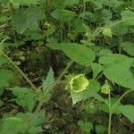 Geum × intermedium Flor