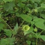 Geum × intermedium Bloem