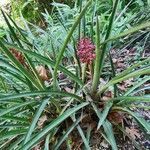 Aechmea distichantha Habit