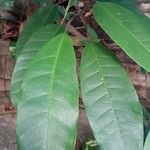 Ficus callosa Blatt