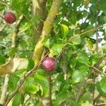 Prunus domestica फल