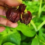 Podophyllum pleianthum Blüte