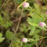 Polygala sanguinea花