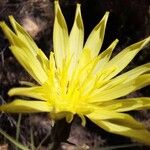 Scorzonera aristata 花