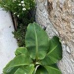 Musa acuminata Leaf