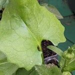 Doronicum orientale Likasa