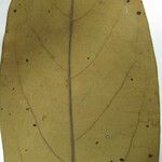Aniba parviflora Лист