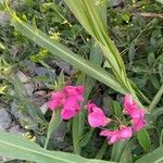 Lathyrus tuberosusFlower