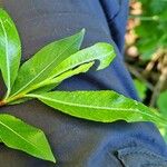 Salix daphnoides Leaf
