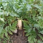Raphanus sativus 果實