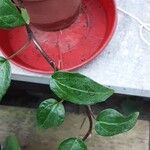 Ficus heterophylla Агульны выгляд