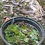 Specklinia microphylla 其他