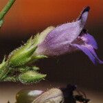 Penstemon linarioides Flor