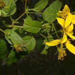 Bidens reptans Λουλούδι