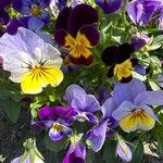 Viola × wittrockiana Цвят