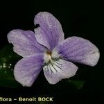 Viola anagae Flower