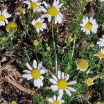 Tripleurospermum maritimum Kwiat