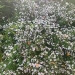 Symphyotrichum lanceolatumΛουλούδι