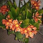 Clivia miniataFlower