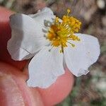 Helianthemum violaceum Flower