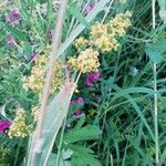 Galium × pomeranicum Flower